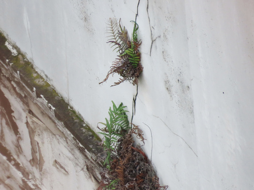 Pteris vittata observed 2026-10-23