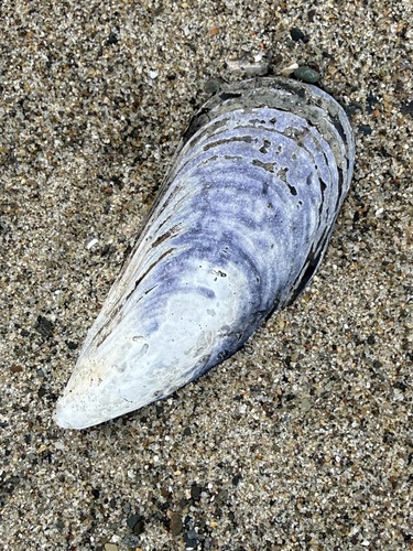 Mytilus californianus observed 2026-10-22