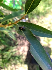 Isozulia christenseni