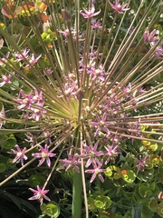Allium schubertii