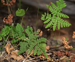 Pentagramma triangularis triangularis