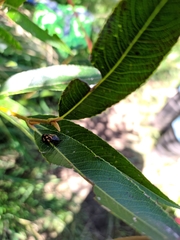 Isozulia christenseni