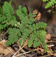 Pentagramma triangularis triangularis