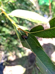 Isozulia christenseni