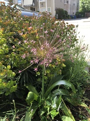 Allium schubertii