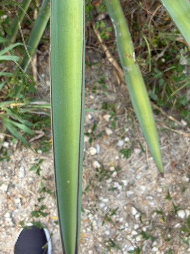 Spanish dagger