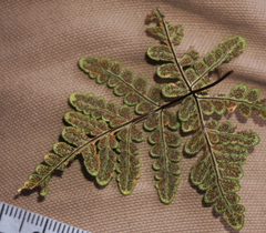 Pentagramma triangularis triangularis