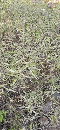 Vitex negundo observed 2026-10-23