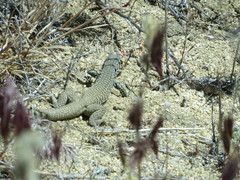 Aspidoscelis tigris tigris