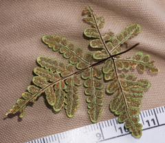 Pentagramma triangularis triangularis