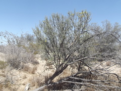 Prosopis palmeri