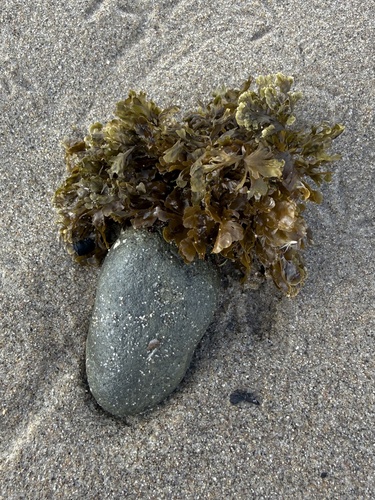 Zonaria farlowii observed 2026-10-22