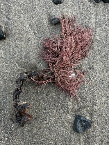Lithothrix aspergillum observed 2026-10-22