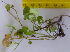 Cardamine dolichostyla