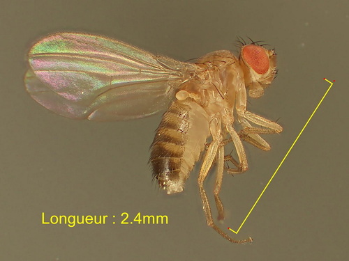 Drosophila melanogaster observed 2026-10-22