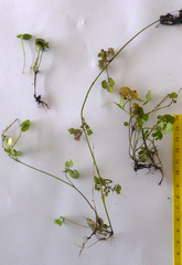 Cardamine dolichostyla