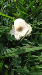 Chlorophyllum hortense