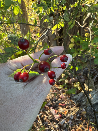 multiflora rose photograph by the iNaturalist community