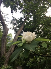 Magnolia