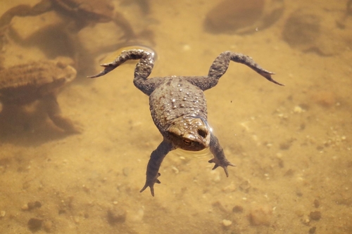 European Toad photograph by the iNaturalist community
