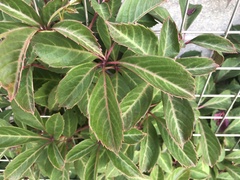 Parthenocissus henryana