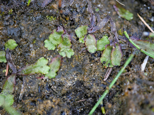 Marchantia quadrata observed 2026-10-21