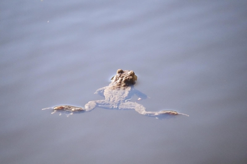 European Toad photograph by the iNaturalist community