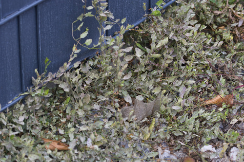 field bindweed photograph by the iNaturalist community