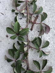 Parthenocissus henryana