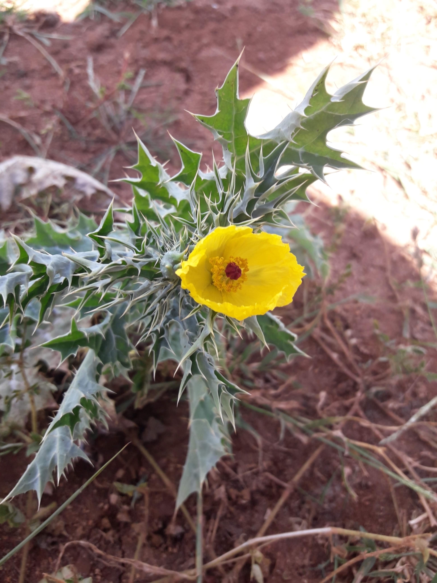 Argemone mexicana