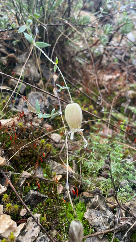 bladder campion photograph by the iNaturalist community