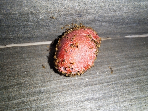 Tapinoma melanocephalum observed 2026-10-23
