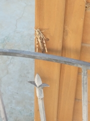 Schistocerca nitens