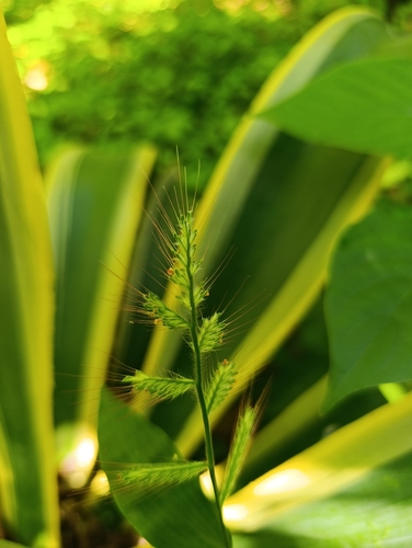 Oplismenus undulatifolius observed 2026-10-23