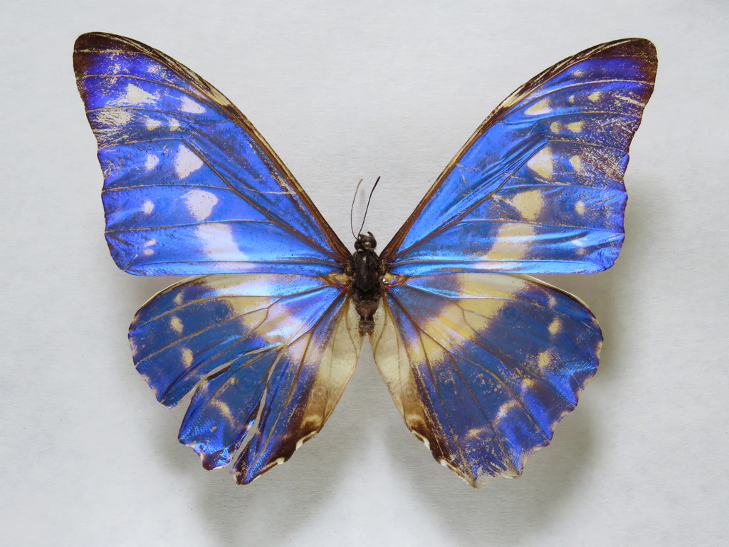 Cypris Morpho