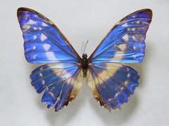 Morpho cypris aphrodite