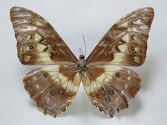 Morpho cypris aphrodite