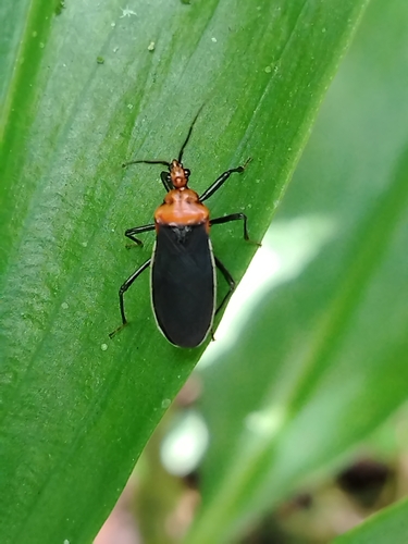 Rhiginia bimaculata