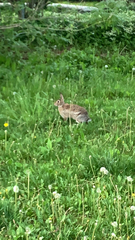 Sylvilagus floridanus