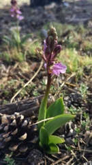Orchis spitzelii