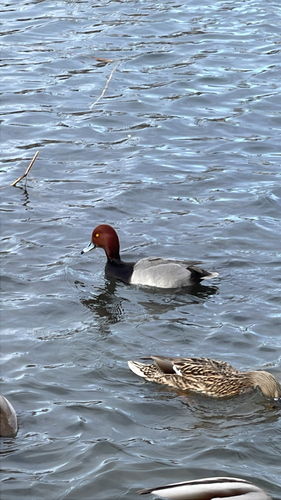 iNaturalist image