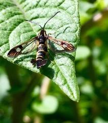 Synanthedon tipuliformis