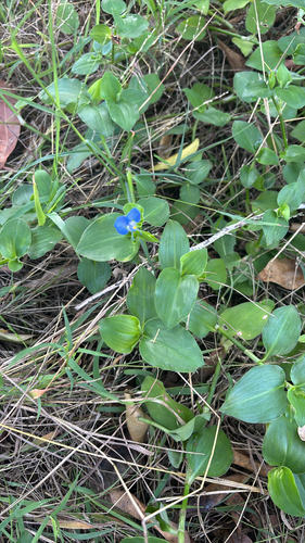Commelina benghalensis observed 2026-10-23