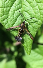 Synanthedon tipuliformis