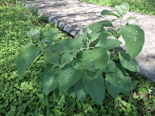 Solanum erianthum observed 2026-10-22