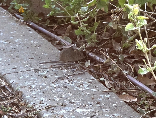 Hispid Cotton Rat
