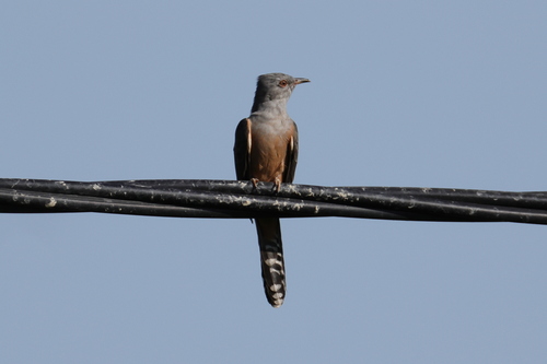 Cacomantis merulinus observed 2026-10-23
