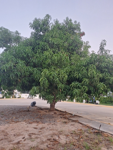Mangifera indica observed 2026-10-23