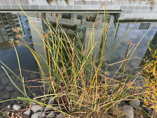 Schoenoplectus tabernaemontani observed 2026-10-19