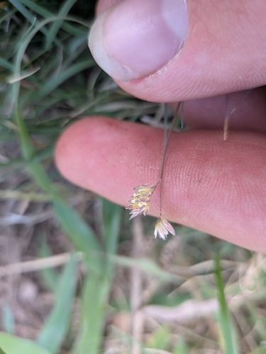 Bouteloua dactyloides observed 2026-10-20